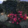 Solarlampe